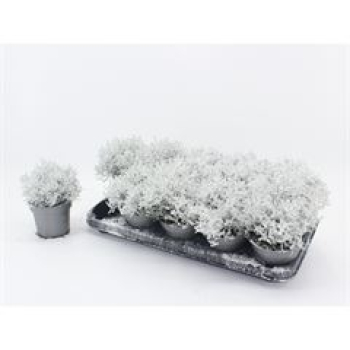 Calocephalus mit Schnee u. Silberglitzer