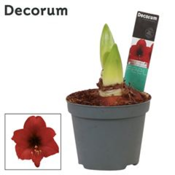 Hippeastrum  "Kolibri" rot