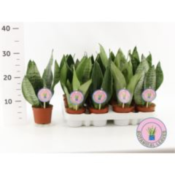 Sansevieria trifa. gemischt