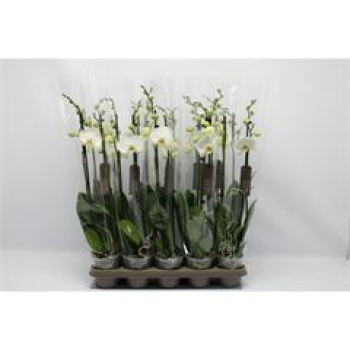 Phalaenopsis 2 Rispen weiß
