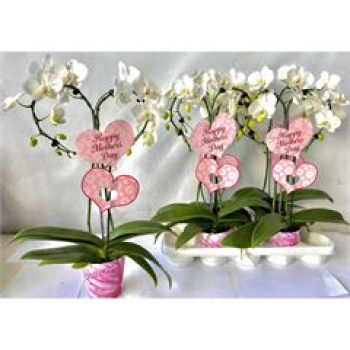 Phalaenopsis Herz weiß