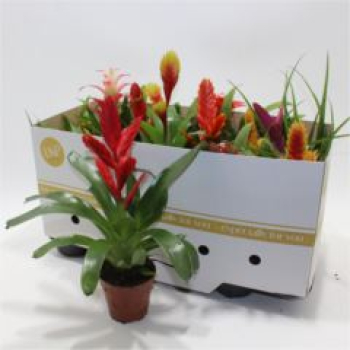 Bromelia gemischt