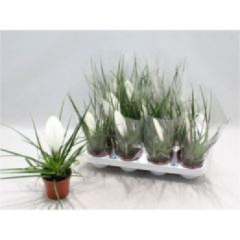 Tillandsia cyanea weiß