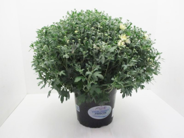 Chrysanthemum   ind. Kübel