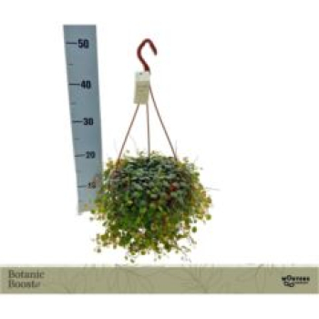 Peperomia prostrata Ampel