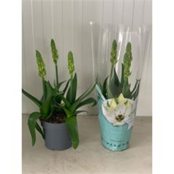 Ornithogalum thyrs. Snow Flake