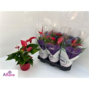 Anthurium 'Banderola Roja' rot