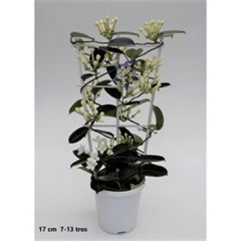 Stephanotis floribunda Spalier