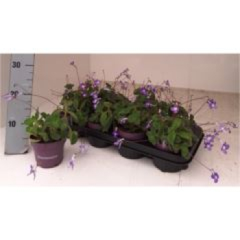 Streptocarpus saxorum