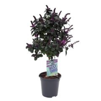 Ocimum Basilikum Stamm