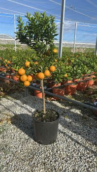 Citrusstamm Chinotto
