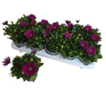 Osteospermum lila