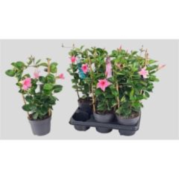 Mandevilla Spalier rosa