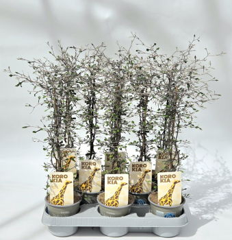 Corokia cotoneaster