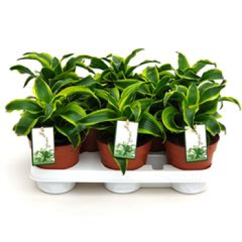 Dracaena frag. "Tornado"