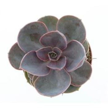 Echeveria 'Perle von Nurnberg'