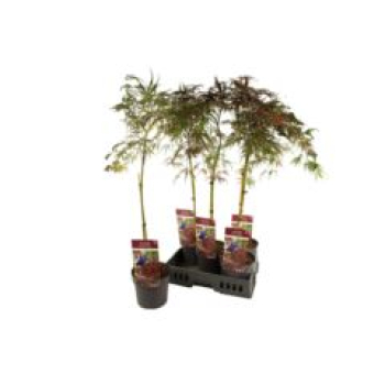 Acer palmatum 'Garnet'