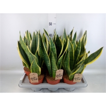 Sansevieria trifa. 'Futura Superba'