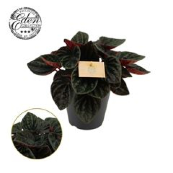 Peperomia caperata