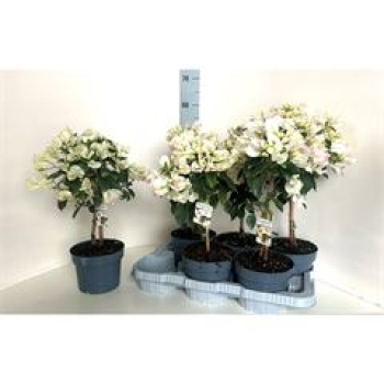 Bougainvillea Stämmchen roséweiß