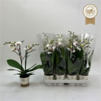 Midi Phalaenopsis 'Red Lips'