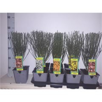 Cytisus praecox gemischt