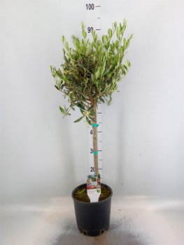Olea europaea Stamm