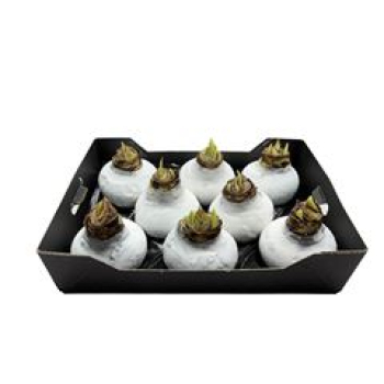 Wachsamaryllis  Glitter weiß