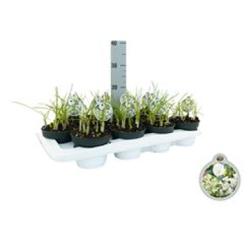 Zwiebelblumen gemischt in Topf weiß