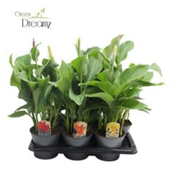 Canna 'Cannova' gemischt