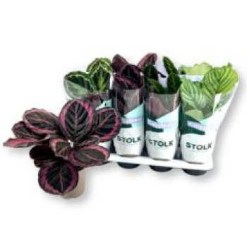 Calathea gemischt