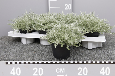 Helichrysum
