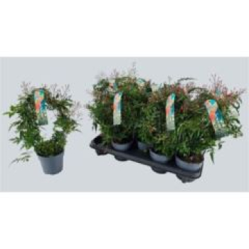 Jasminum polyanthum Bögen