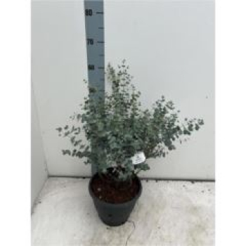 Eucalyptus gunnii 'Blue Ice'