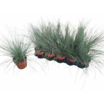 Festuca glauca 'Compacta Blue'
