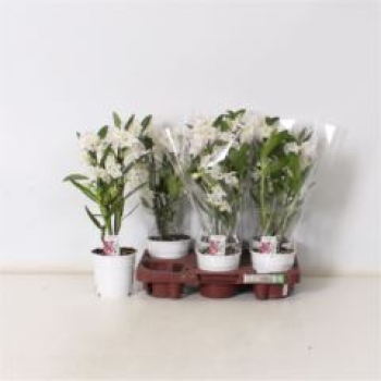Dendrobium nob.  weiß