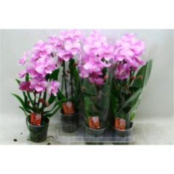 Phalaenopsis "Cascade" pink
