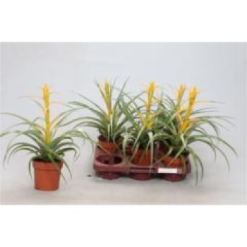 Tillandsia gelb