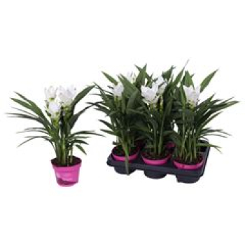 Curcuma alism. weiß