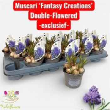 Muscari 'Fantasy Creation'