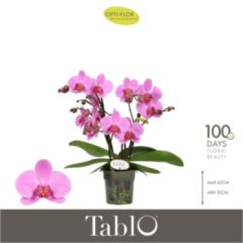 Phalaenopsis "Tablo" 2 Rispen pink