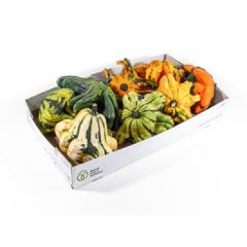 Cucurbita gemischt orange
