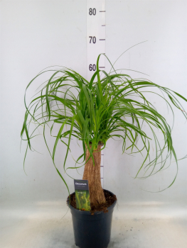 Beaucarnea recurvata