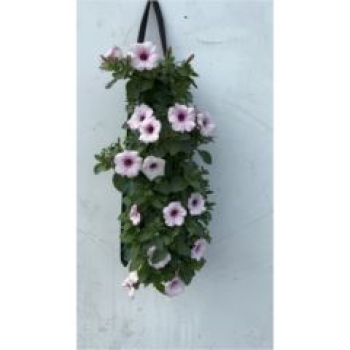 Petunia rosa im Pflanzsack