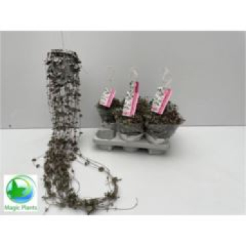 Ceropegia woodii Ampel