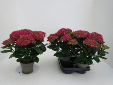 Hydrangea macr. rot