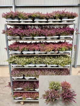 Erica darleyensis rosa