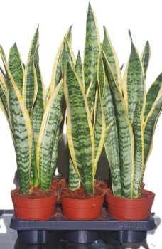 Sansevieria trifas. "Laurentii"