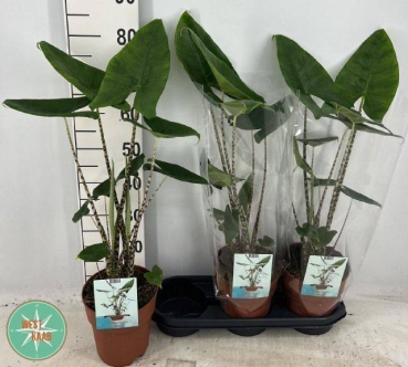 Alocasia zebrina
