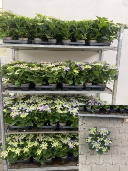 Hydrangea  macr. midi Teller blau